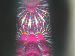 /images/celestial_pillars_interior_aa_250x187.jpg